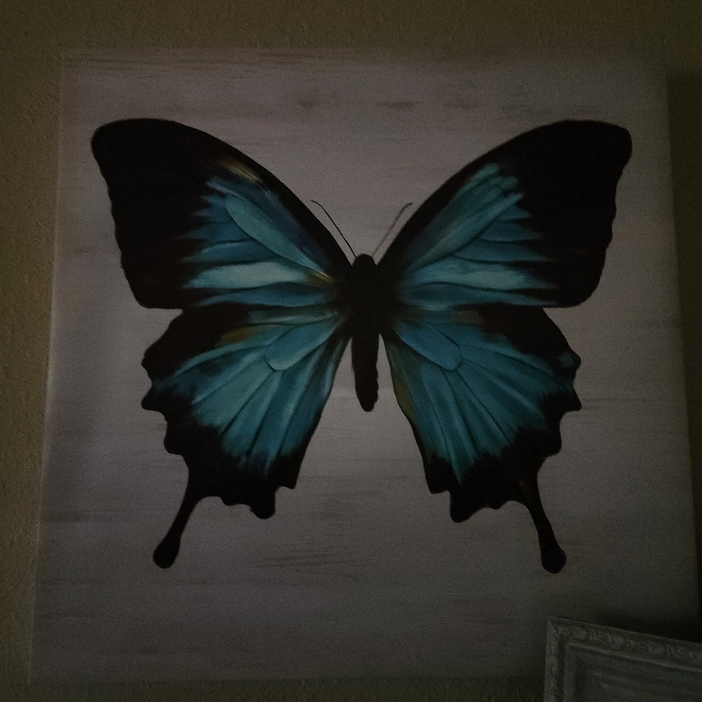For You blue and Black Butterfly Canvas Art